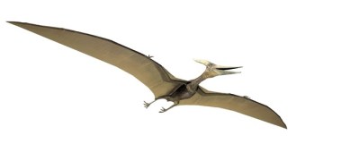 pterdactyl