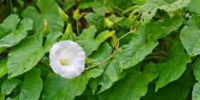 bindweed