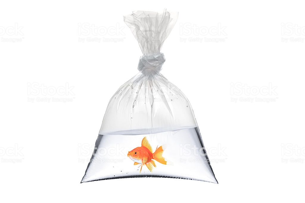A view of a golden fish in a bag isolated on white background